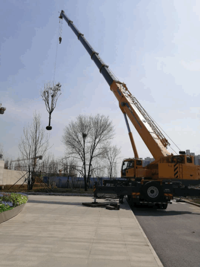 MK网XCT85吨汽车起重机吊大树